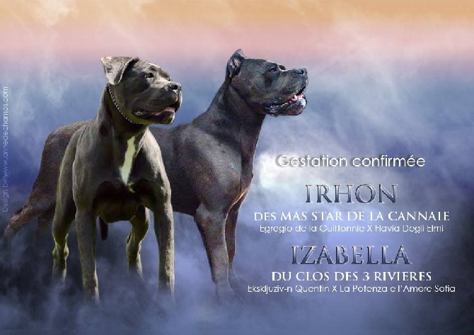 Valma's Signature - les chiots de Izabella sont arrivée .......