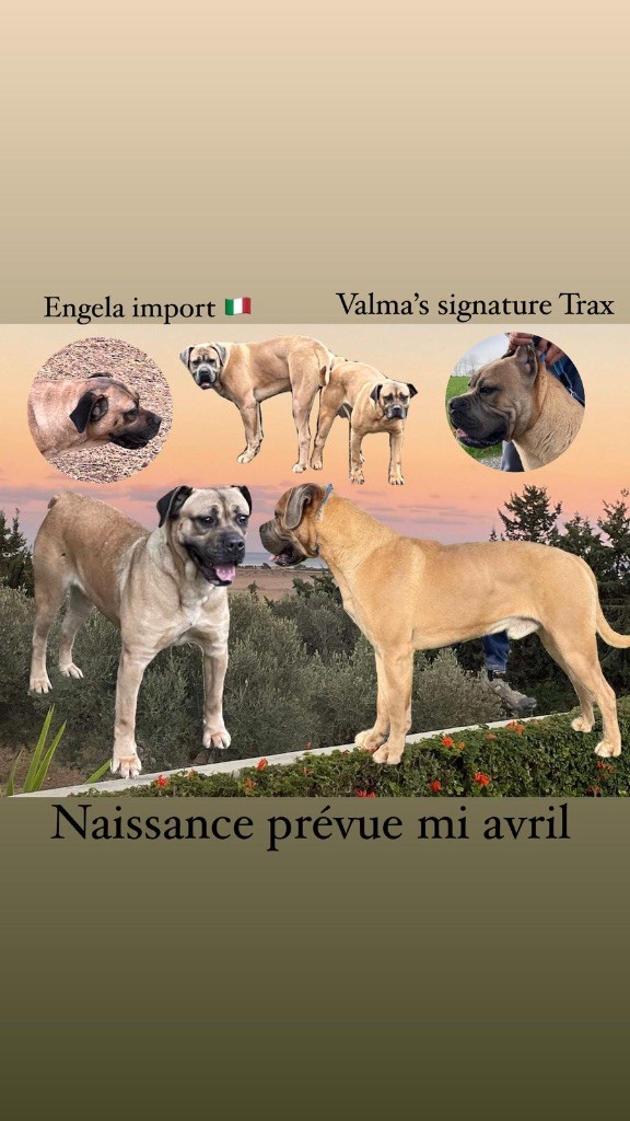 Valma's Signature - Prochaine naissance Cane Corso mi avril 2024