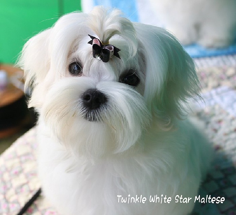 CH. Icon of twinkle white star