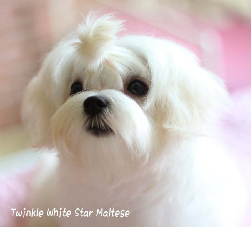 CH. Icon of twinkle white star