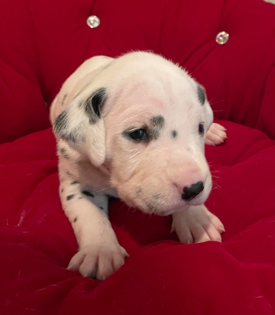 Valma's Signature - Chiot disponible  - Dalmatien