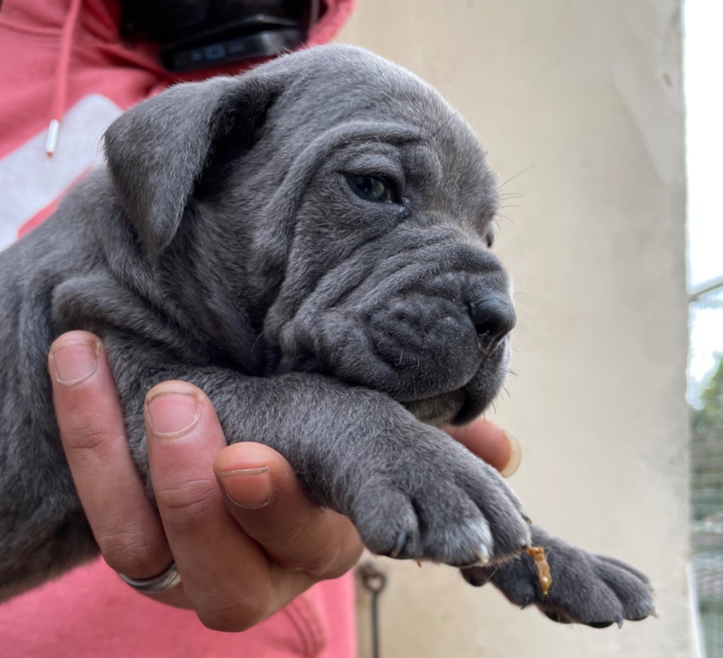 Valma's Signature - Chiot disponible  - Cane Corso