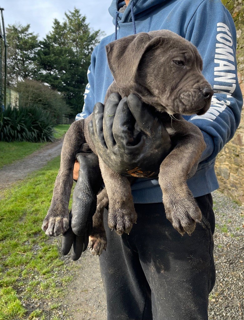 Valma's Signature - Chiot disponible  - Cane Corso