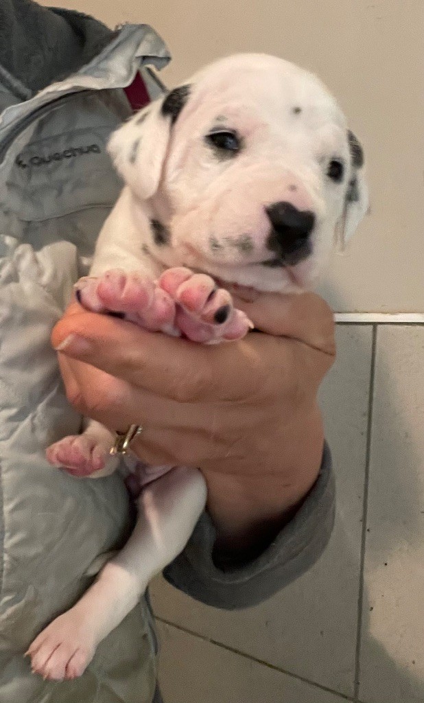 Valma's Signature - Chiot disponible  - Dalmatien