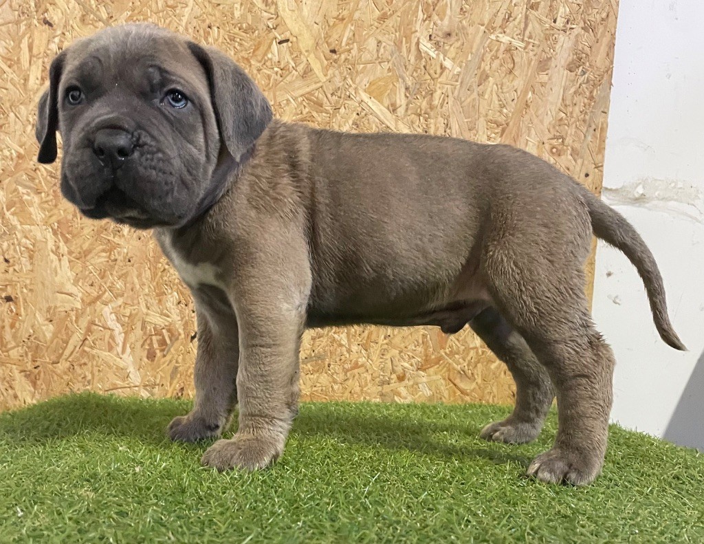 Valma's Signature - Chiot disponible  - Cane Corso