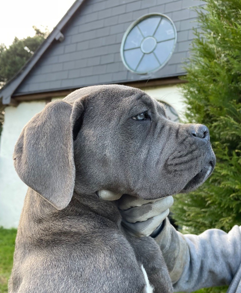 Valma's Signature - Chiot disponible  - Cane Corso