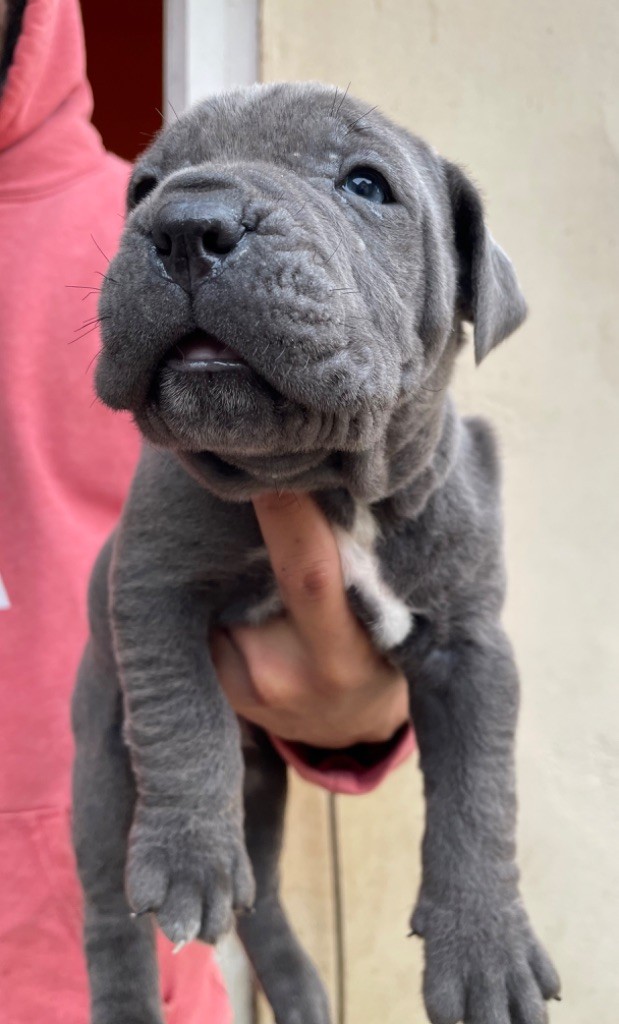 Valma's Signature - Chiot disponible  - Cane Corso