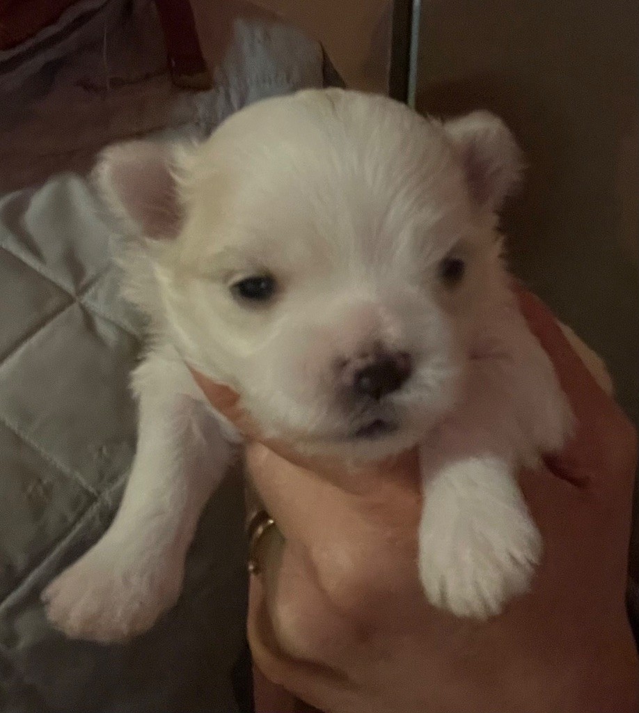 Valma's Signature - Chiot disponible  - Bichon maltais