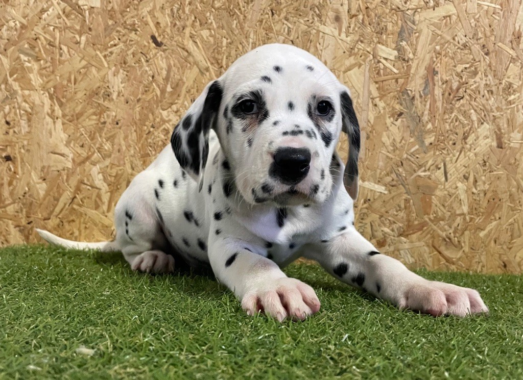 Valma's Signature - Chiot disponible  - Dalmatien