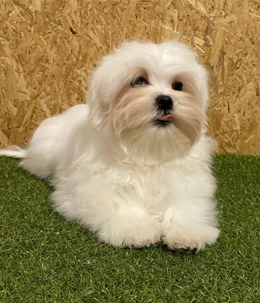 Valma's Signature - Chiot disponible  - Bichon maltais