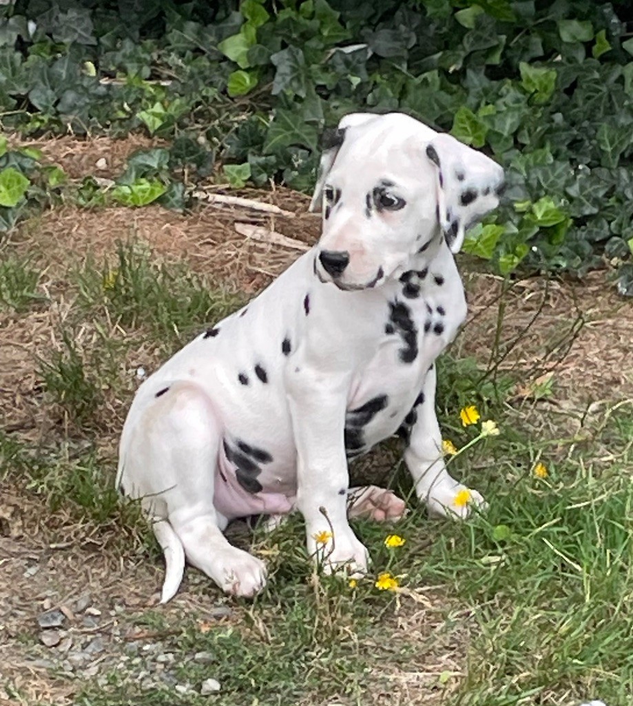 Valma's Signature - Chiot disponible  - Dalmatien