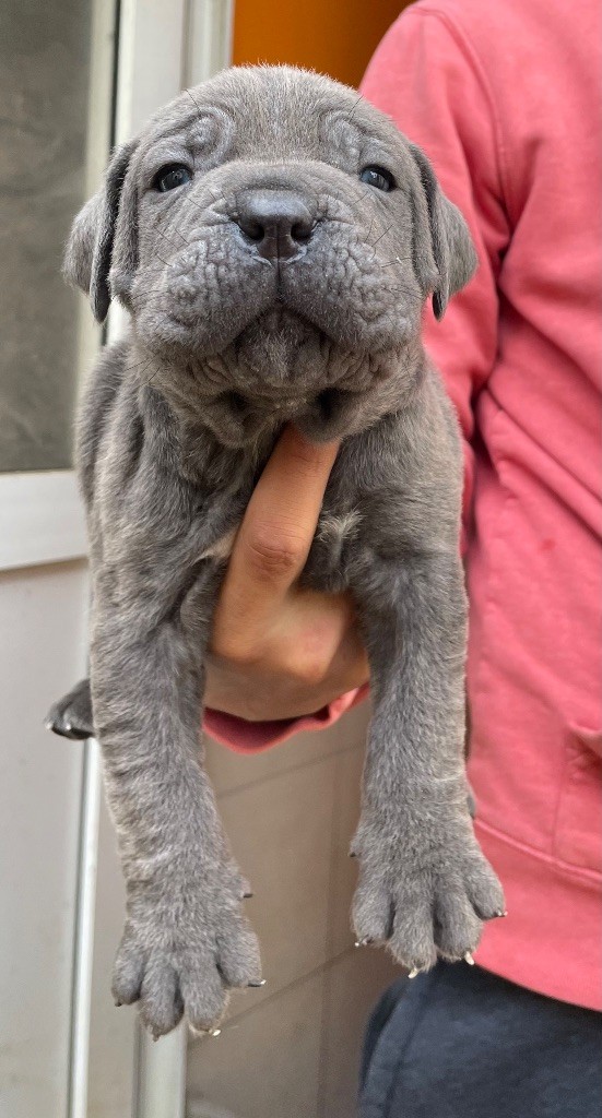 Valma's Signature - Chiot disponible  - Cane Corso