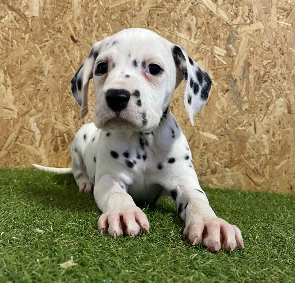 Valma's Signature - Chiot disponible  - Dalmatien