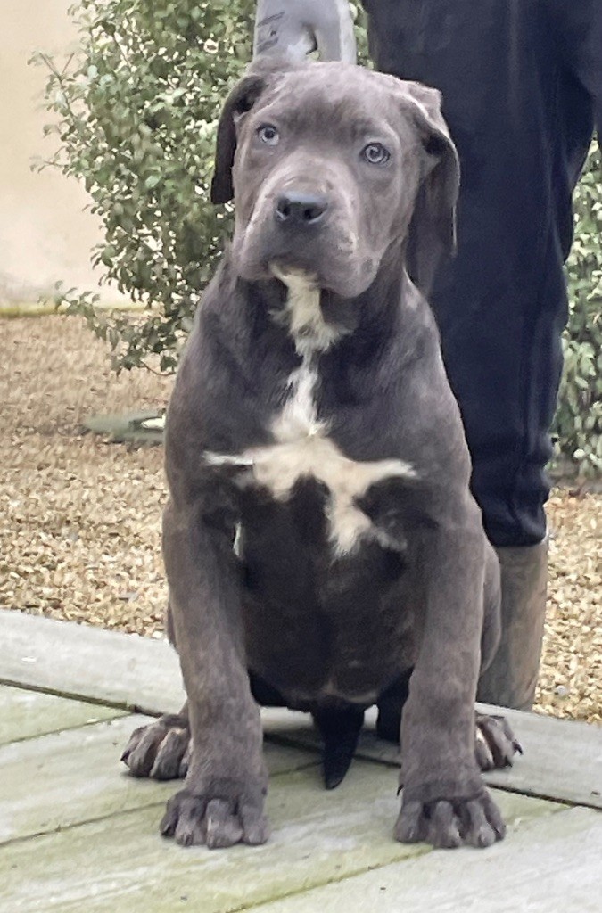 Valma's Signature - Chiot disponible  - Cane Corso