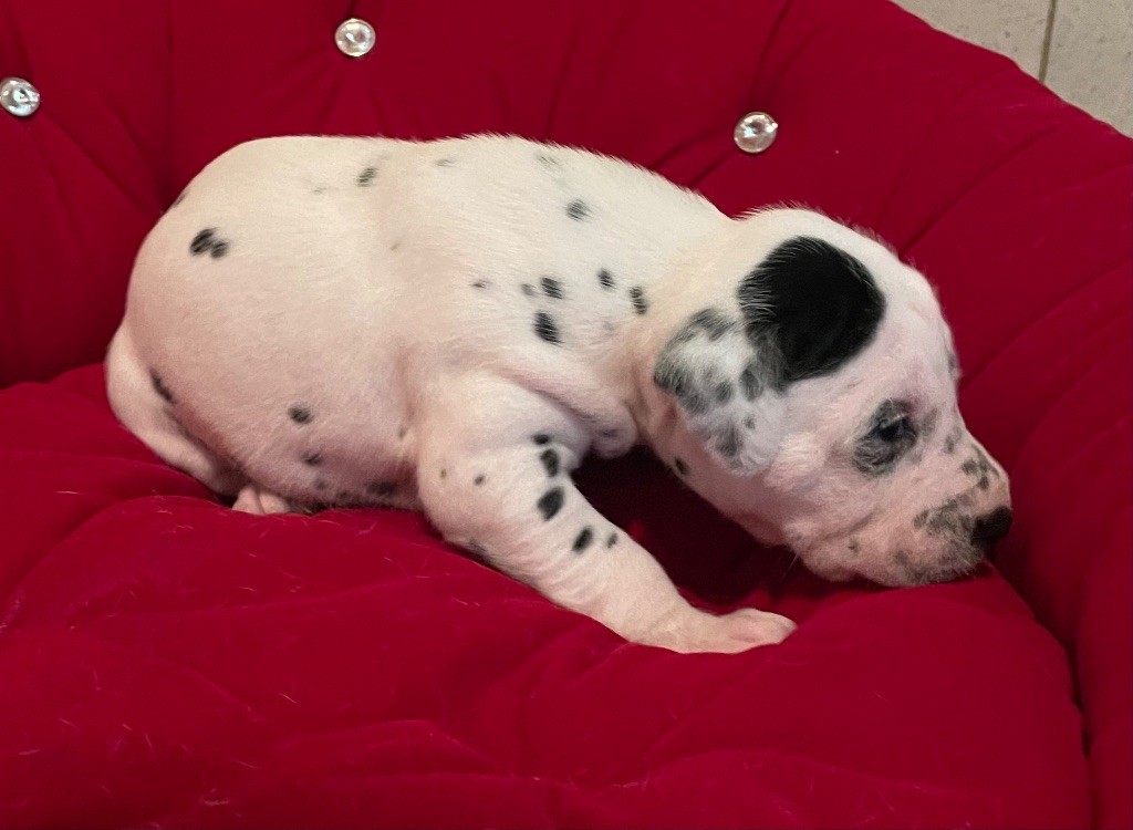 Valma's Signature - Chiot disponible  - Dalmatien