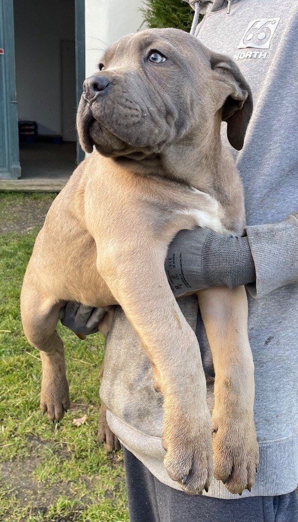 Valma's Signature - Chiot disponible  - Cane Corso