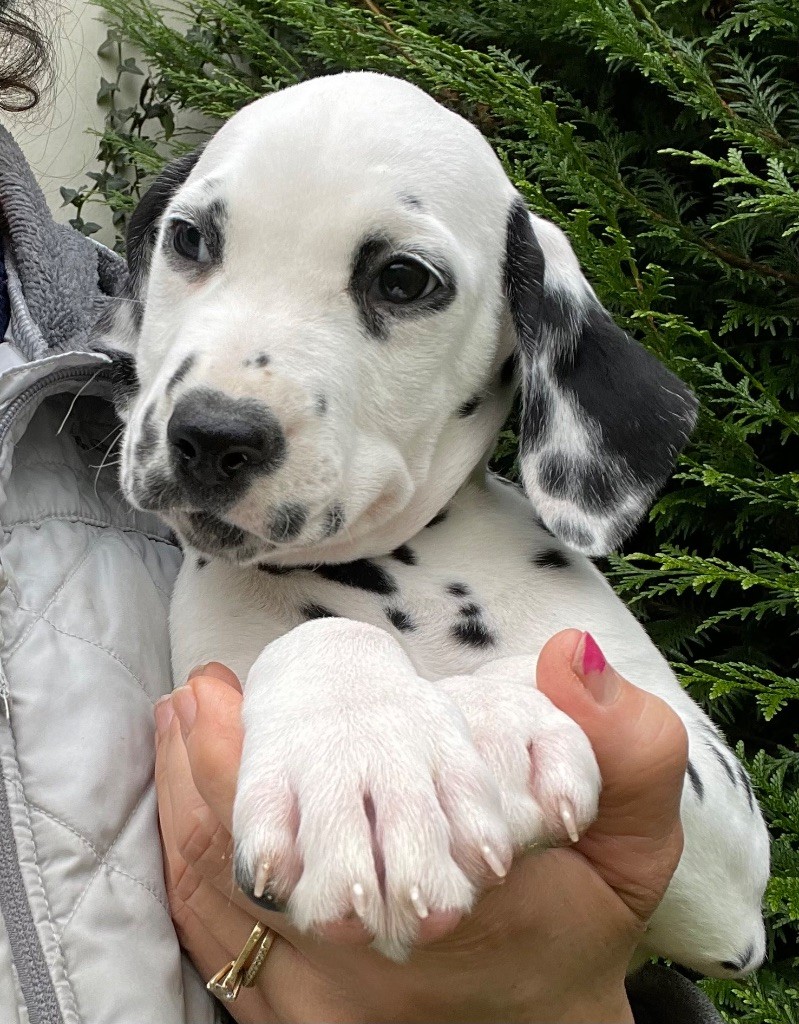 Valma's Signature - Chiot disponible  - Dalmatien