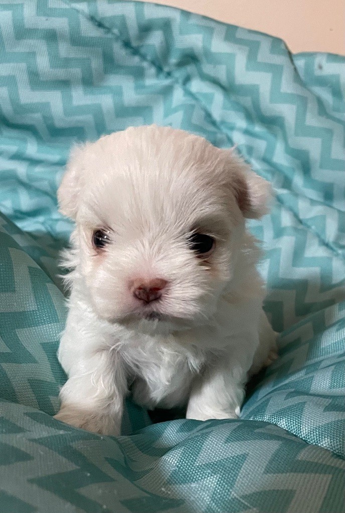 Valma's Signature - Chiot disponible  - Bichon maltais