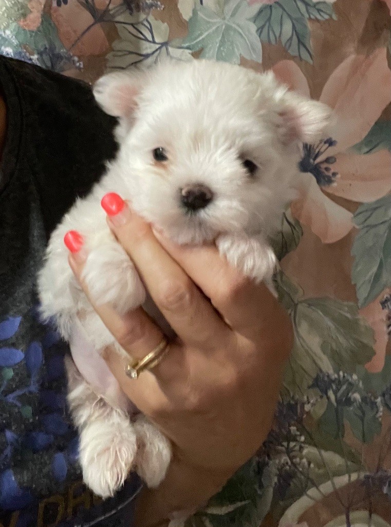 Valma's Signature - Chiot disponible  - Bichon maltais