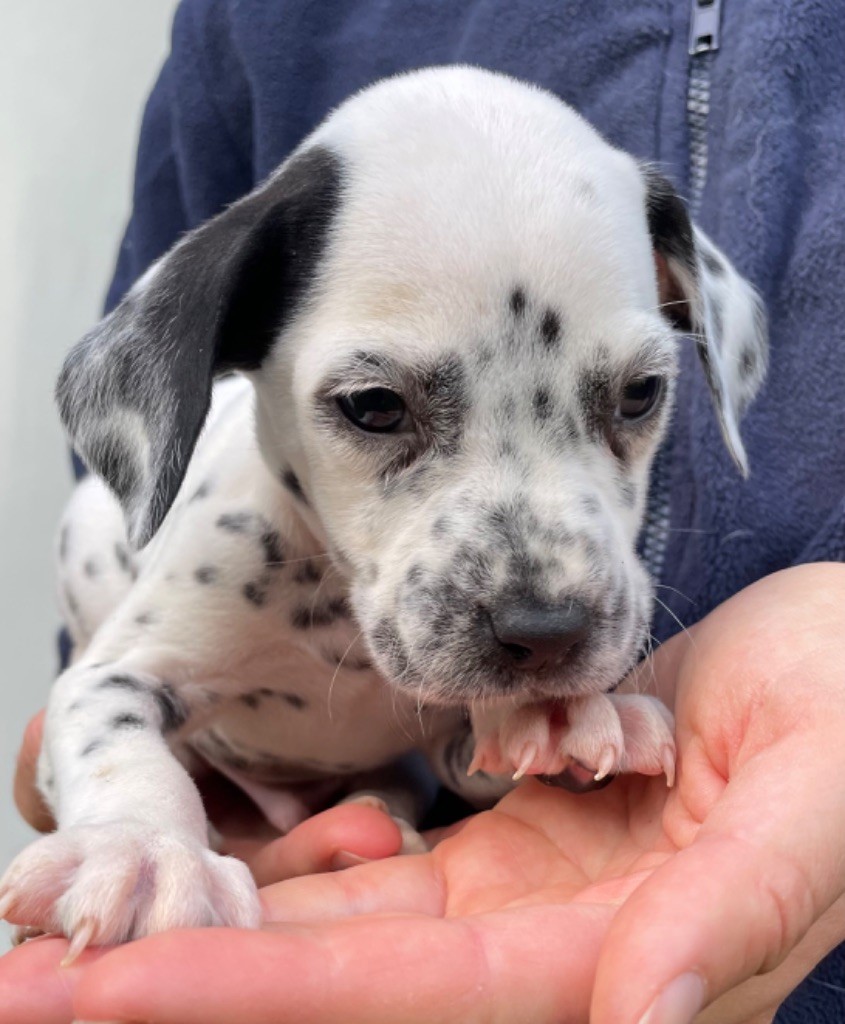 Valma's Signature - Chiot disponible  - Dalmatien