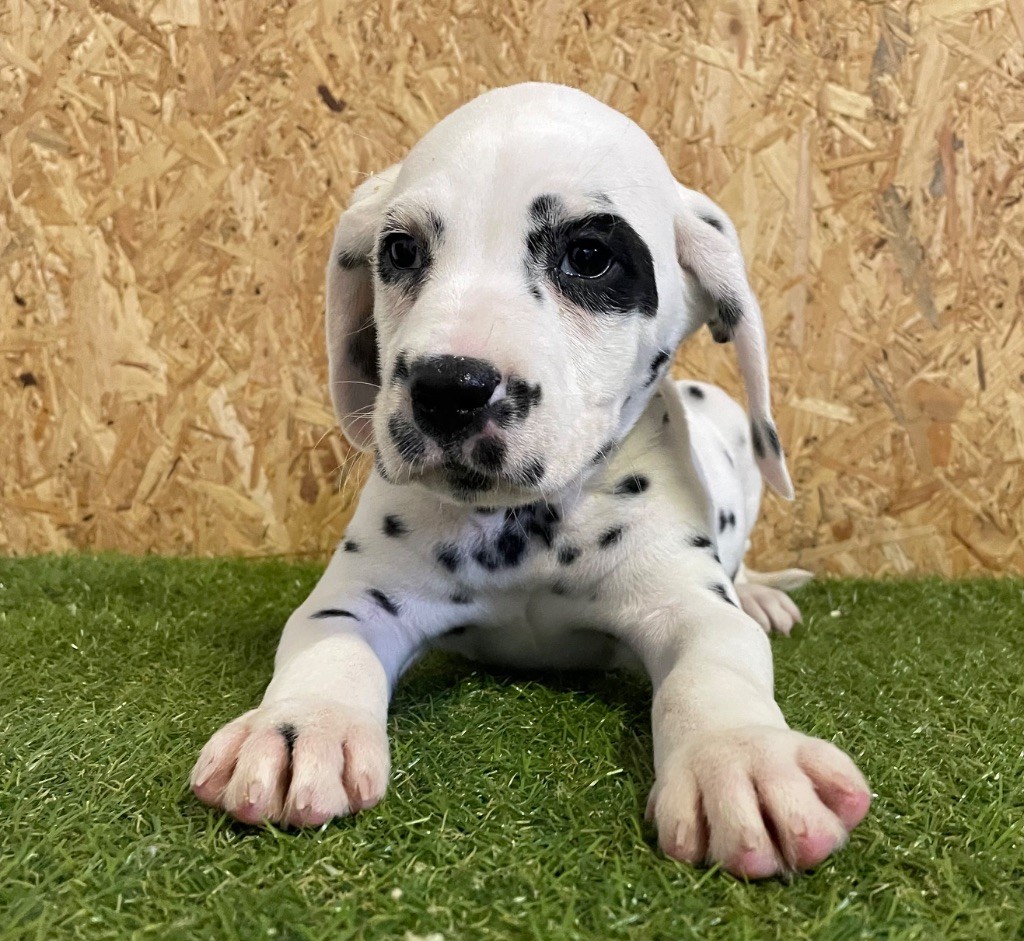 Valma's Signature - Chiot disponible  - Dalmatien