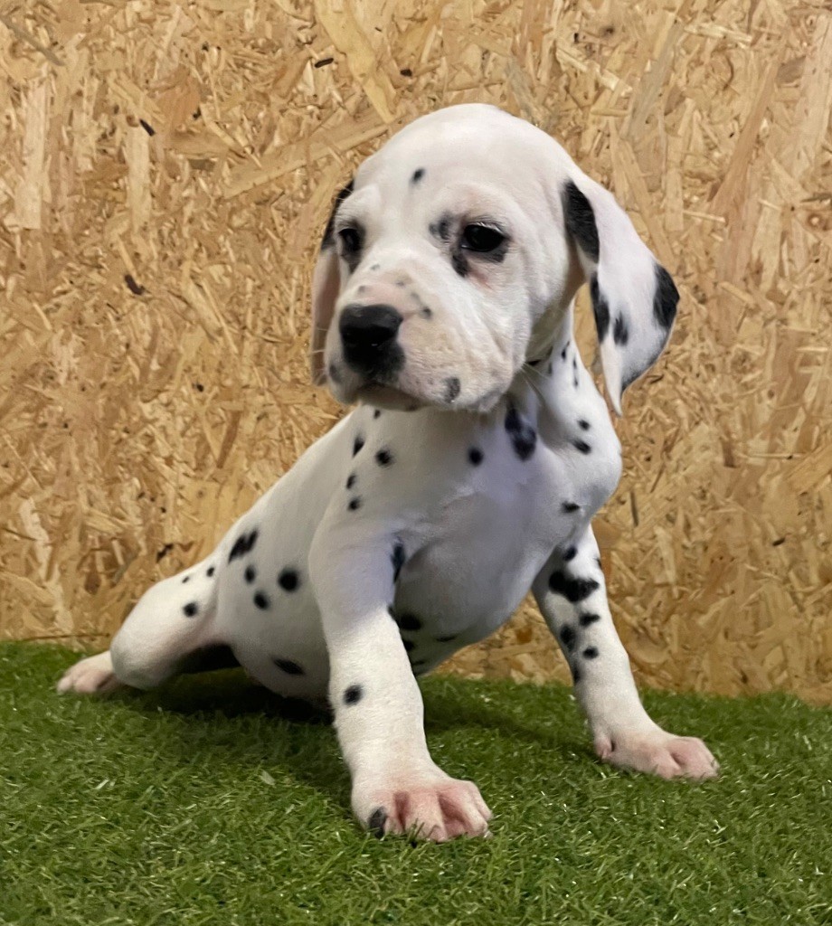 Valma's Signature - Chiot disponible  - Dalmatien