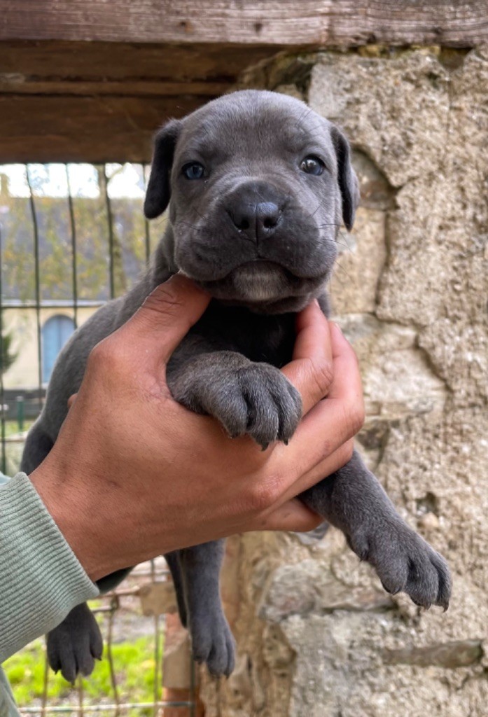 Valma's Signature - Chiot disponible  - Cane Corso