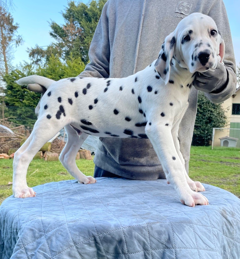 Valma's Signature - Chiot disponible  - Dalmatien