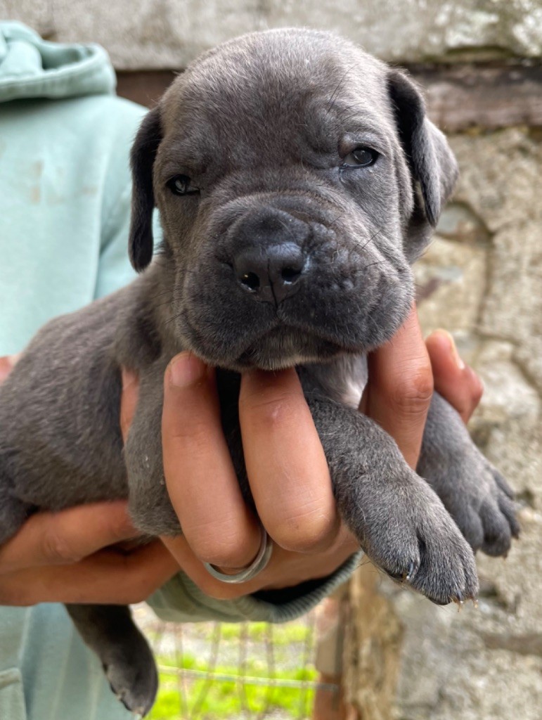 Valma's Signature - Chiot disponible  - Cane Corso