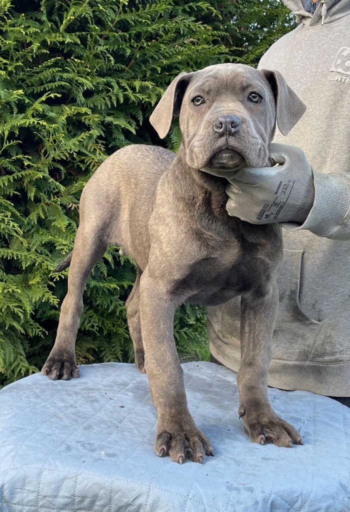 Valma's Signature - Chiot disponible  - Cane Corso