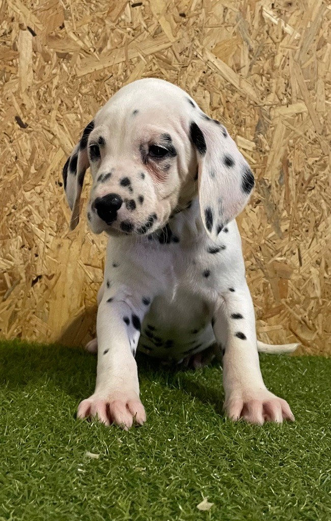 Valma's Signature - Chiot disponible  - Dalmatien