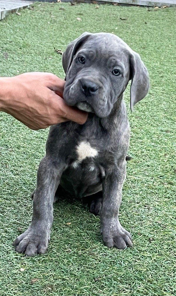 Valma's Signature - Chiot disponible  - Cane Corso