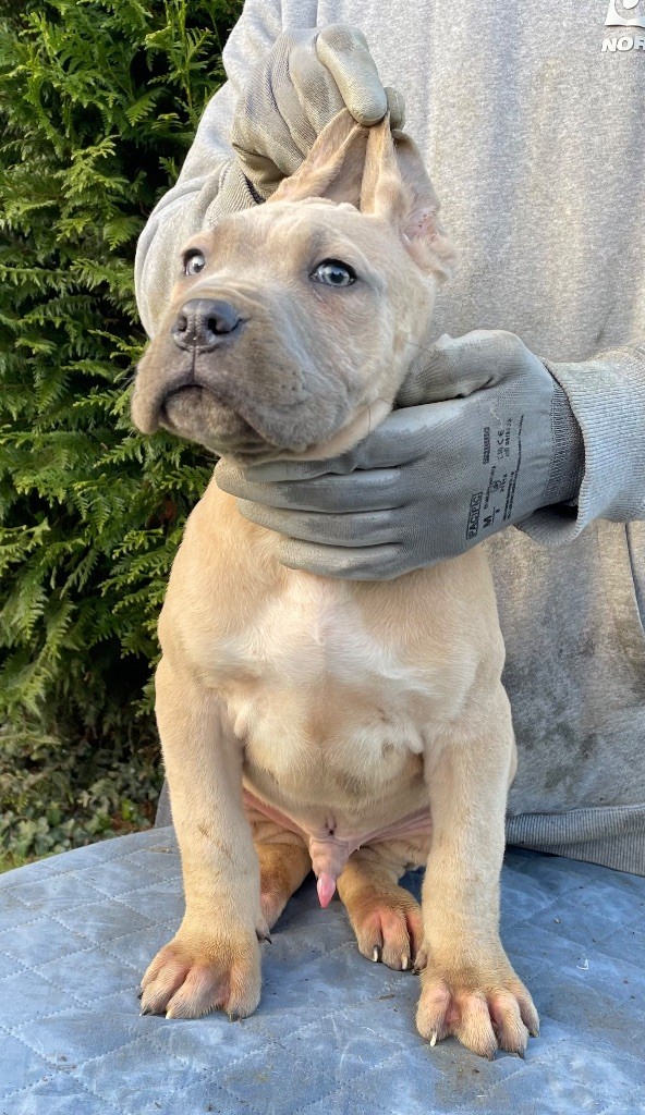 Valma's Signature - Chiot disponible  - Cane Corso