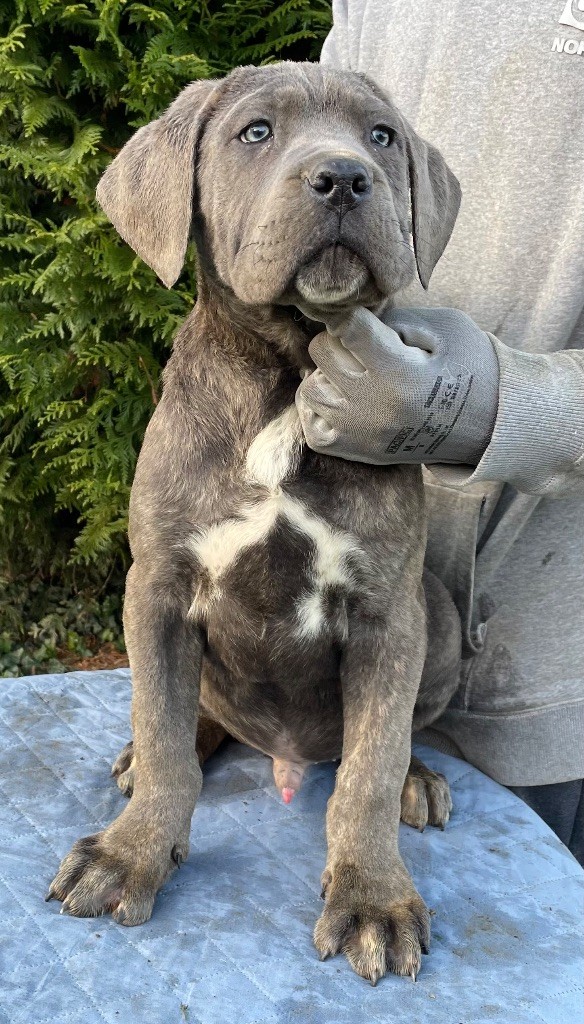 Valma's Signature - Chiot disponible  - Cane Corso