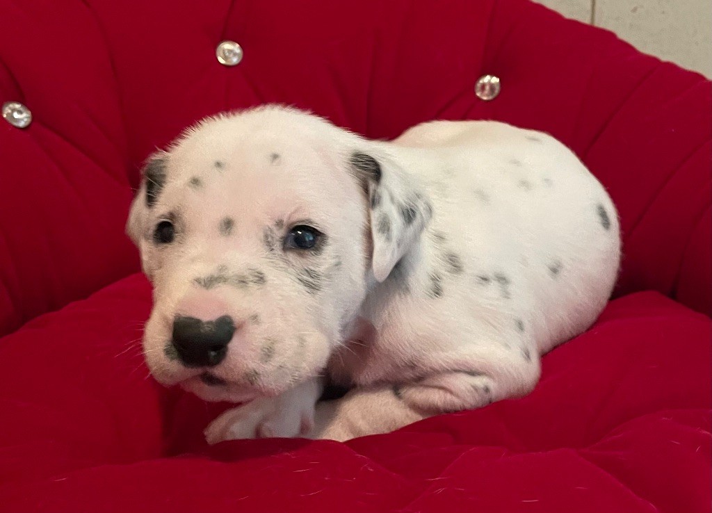 Valma's Signature - Chiot disponible  - Dalmatien