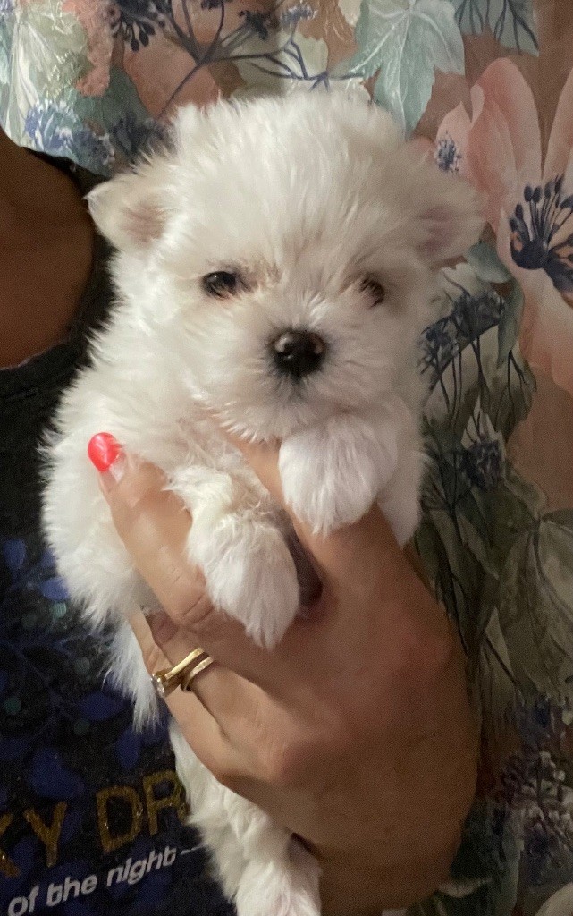 Valma's Signature - Chiot disponible  - Bichon maltais