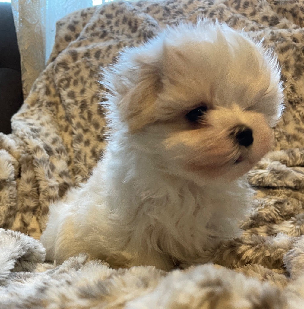 Valma's Signature - Chiot disponible  - Bichon maltais