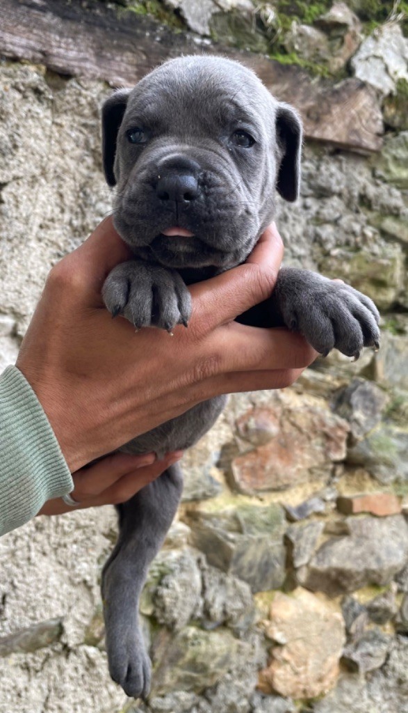 Valma's Signature - Chiot disponible  - Cane Corso