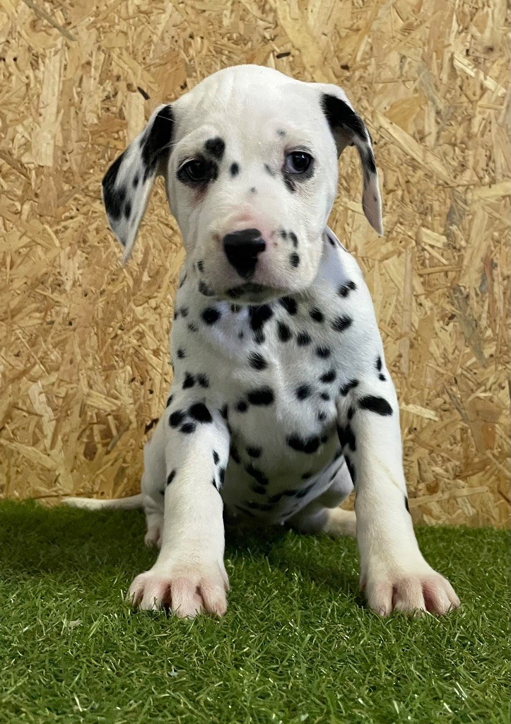 Valma's Signature - Chiot disponible  - Dalmatien