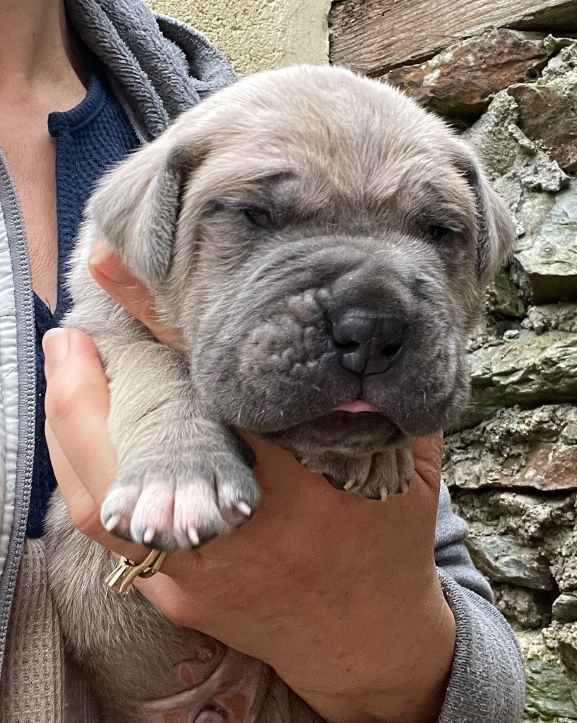 Valma's Signature - Chiot disponible  - Cane Corso