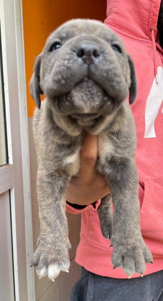 Valma's Signature - Chiot disponible  - Cane Corso