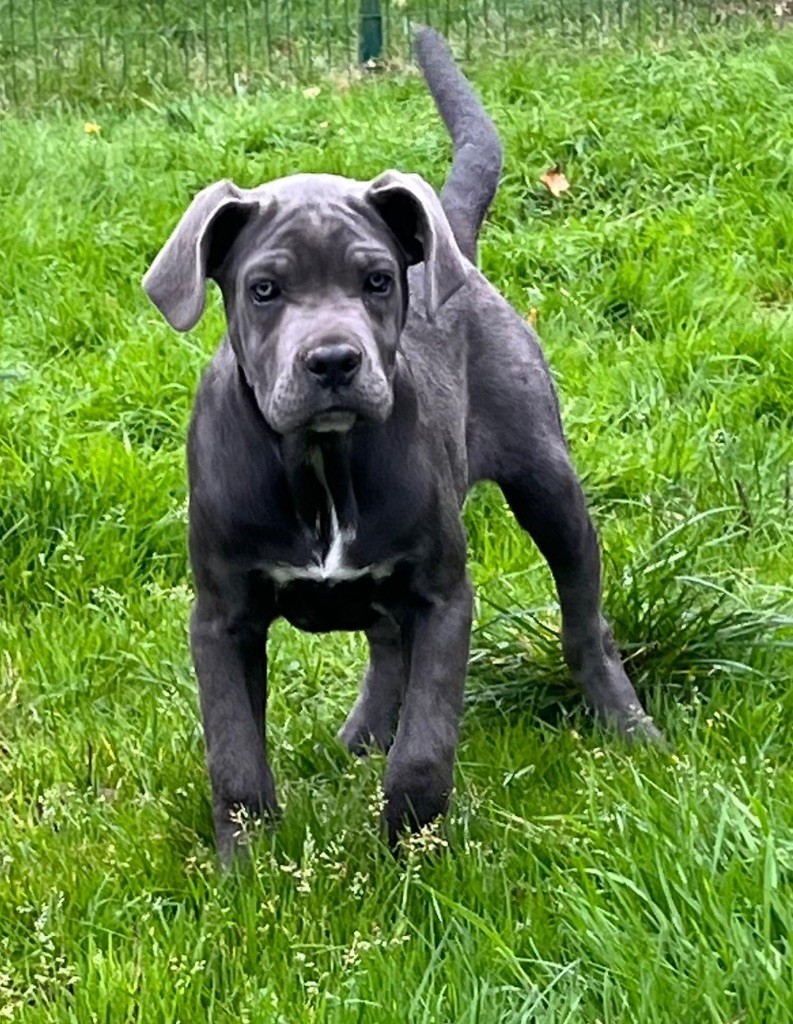 Valma's Signature - Chiot disponible  - Cane Corso