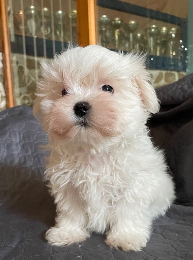 Valma's Signature - Chiot disponible  - Bichon maltais