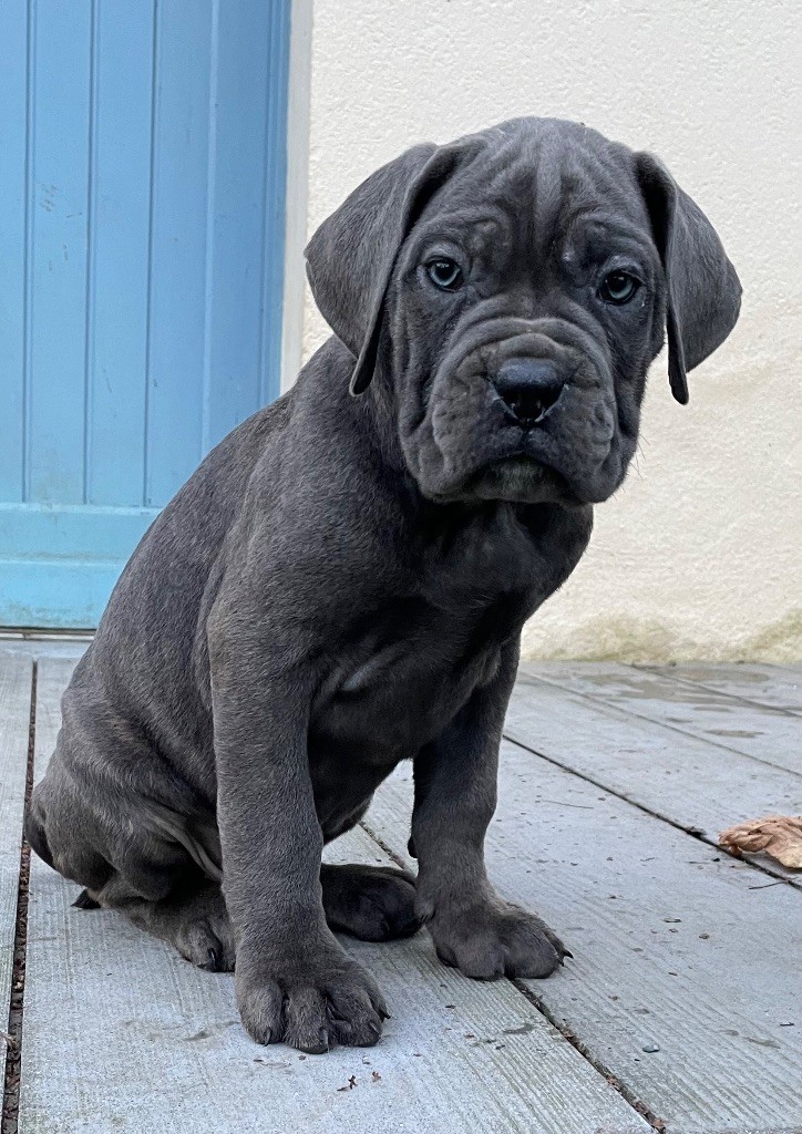 Valma's Signature - Chiot disponible  - Cane Corso