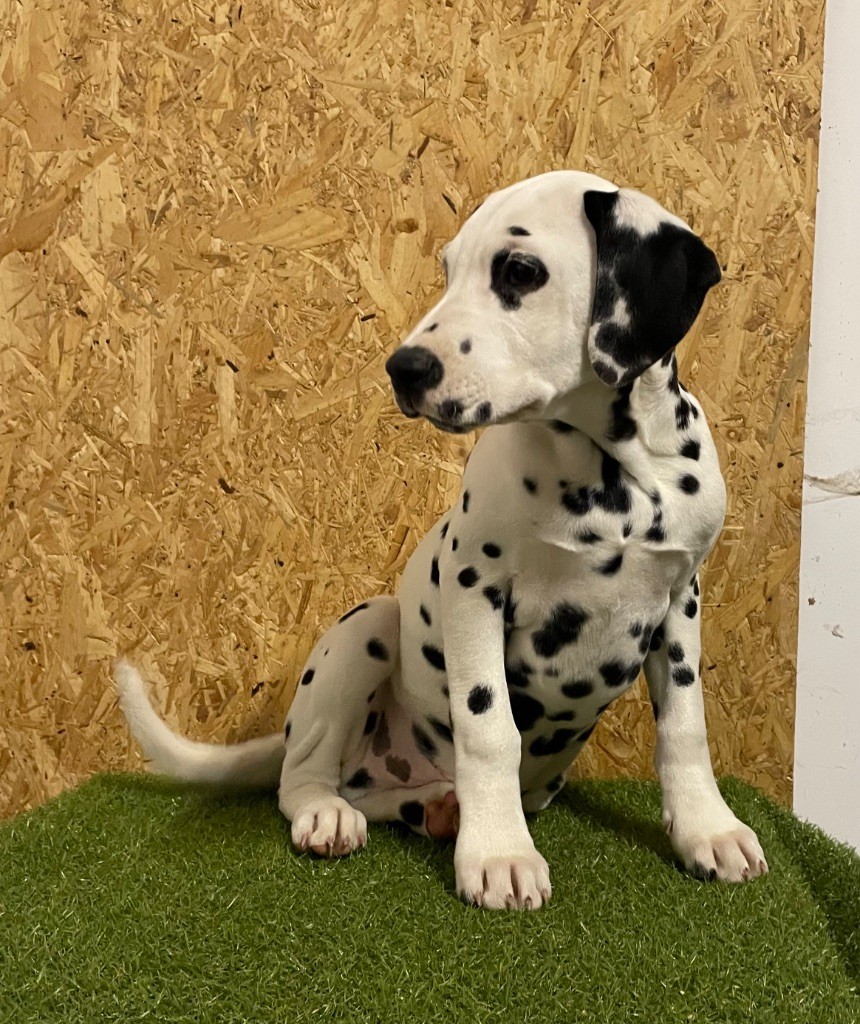 Valma's Signature - Chiot disponible  - Dalmatien