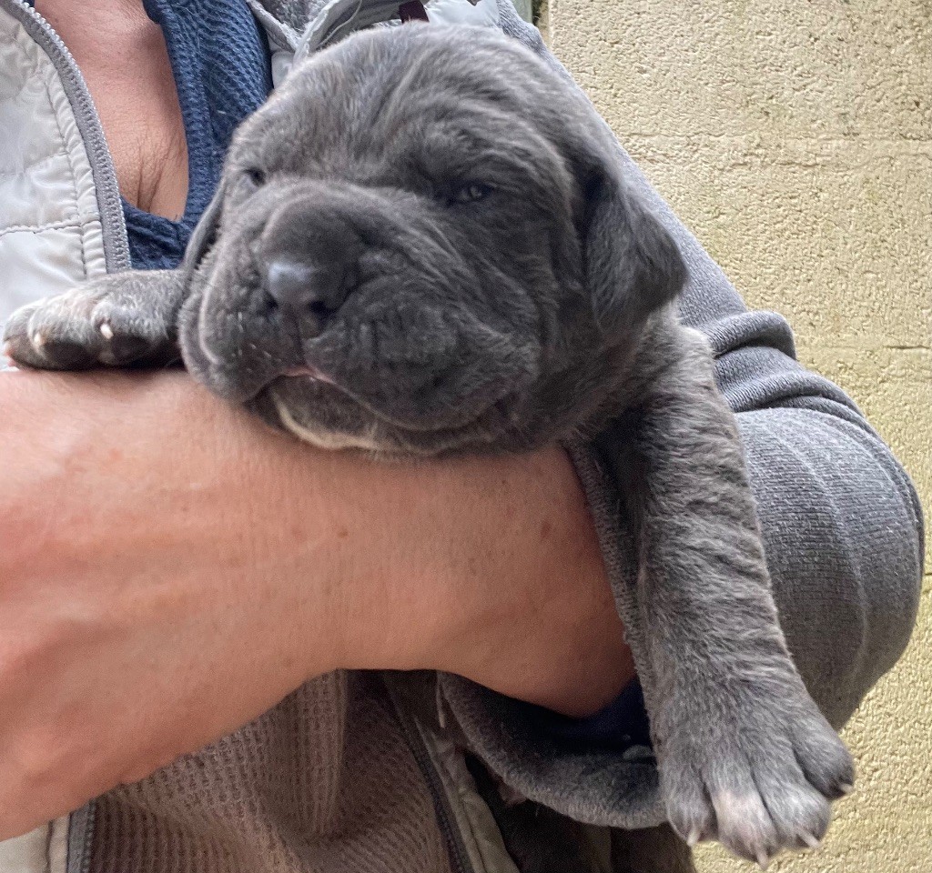 chiot Cane Corso Valma's Signature