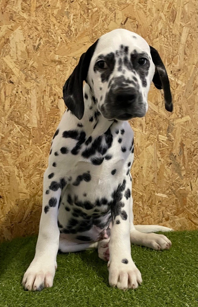 Valma's Signature - Chiot disponible  - Dalmatien