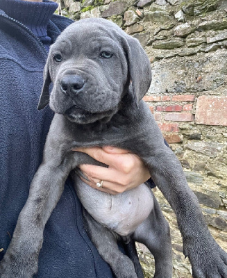 CHIOT 3 gris légèrement bringé 