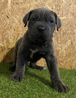 CHIOT 5 gris légèrement bringé 