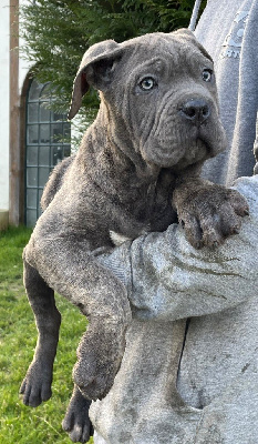 CHIOT 4 gris bringé 